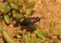 27 Hedychrum rutilans f Stalberg De Hamert_resize